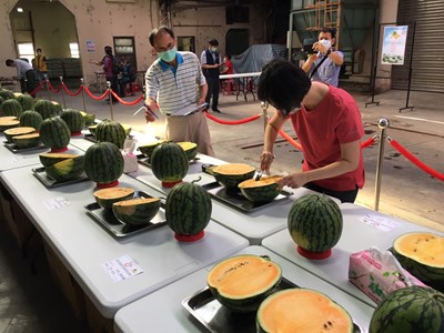 中市大肚、龍井西瓜評鑑　西瓜大王出爐